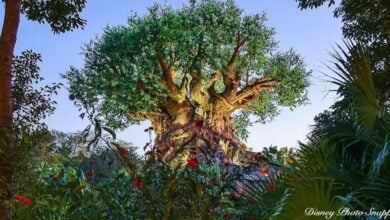 Tree Of Life - Animal Kingdom