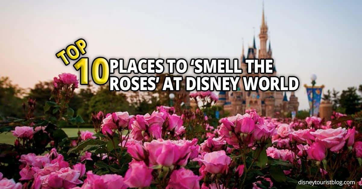 Pink roses bloom with Cinderella Castle behind them, text reads: "Top 10 spots to stop and smell the roses at Disney World.