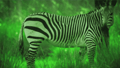 A zebra stands in a grassy area at night, illuminated by a green night vision effect that makes the background glow and highlights the zebra's black and white stripes.