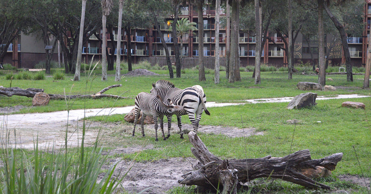 Zebra Animal Kingdom Lodge