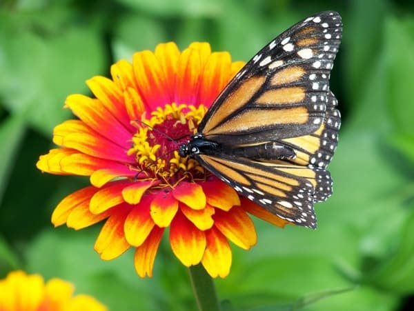 Butterfly pavillion