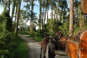 Wagon Ride