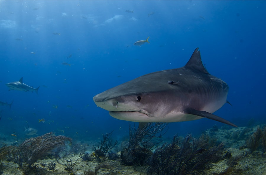 A mighty shark glides along the ocean floor as other sea creatures swim nearby, highlighting Disney’s commitment to conservation.