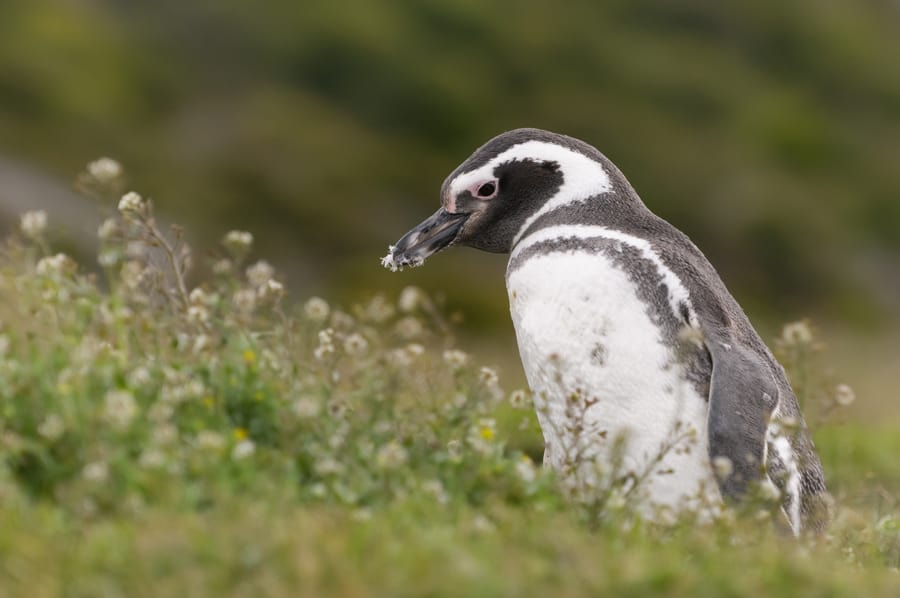 A Magellanic penguin in a grassy field with white flowers, representing Disney’s wild side and conservation magic.