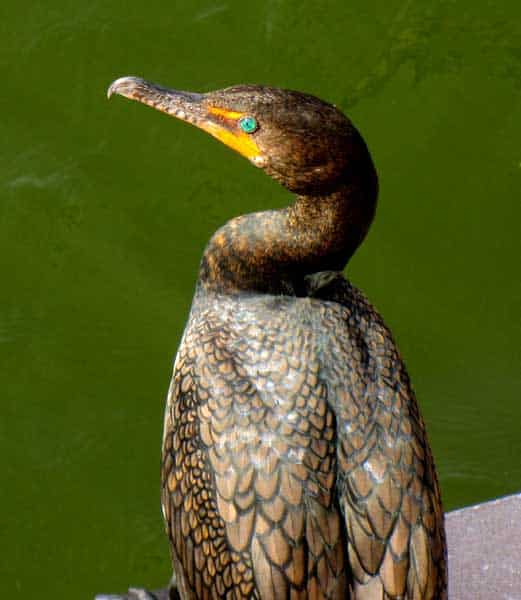 A cormorant with glossy feathers and a striking emerald-green eye sits beside vibrant green water, gazing left—evoking the magical charm of Disney’s animal characters for guests who love discovering unique wildlife on Disney property.