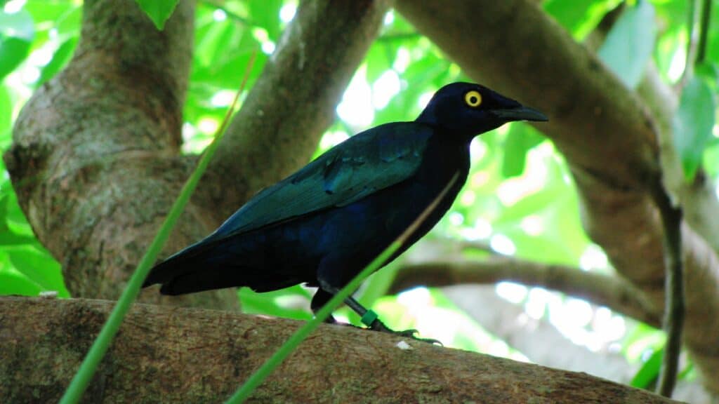maharajah jungle trek bird