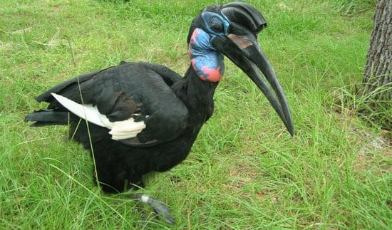 An impressive, large black bird with a long beak, vibrant blue and red face, and a distinct white wing patch stands on the grass at Disney World—an eye-catching find for guests looking to spot rare and unique Disney birds during their visit.