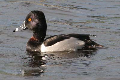 A striking black and white duck with a bright yellow eye glides across shimmering water, capturing the whimsical energy that Disney fans and theme park visitors love to spot around the resort’s scenic lagoons.