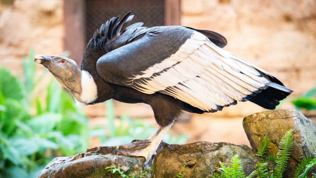 The impressive Andean condor perches on a rocky outcrop, wings partially unfurled to showcase its dramatic black and white plumage—a truly awe-inspiring sight that brings the grandeur of Disney’s adventure and nature attractions to life for fans and families alike.