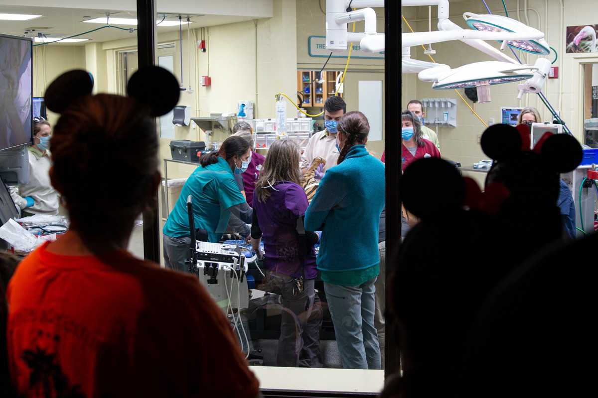Tiger checkup Disney's Animal Kingdom