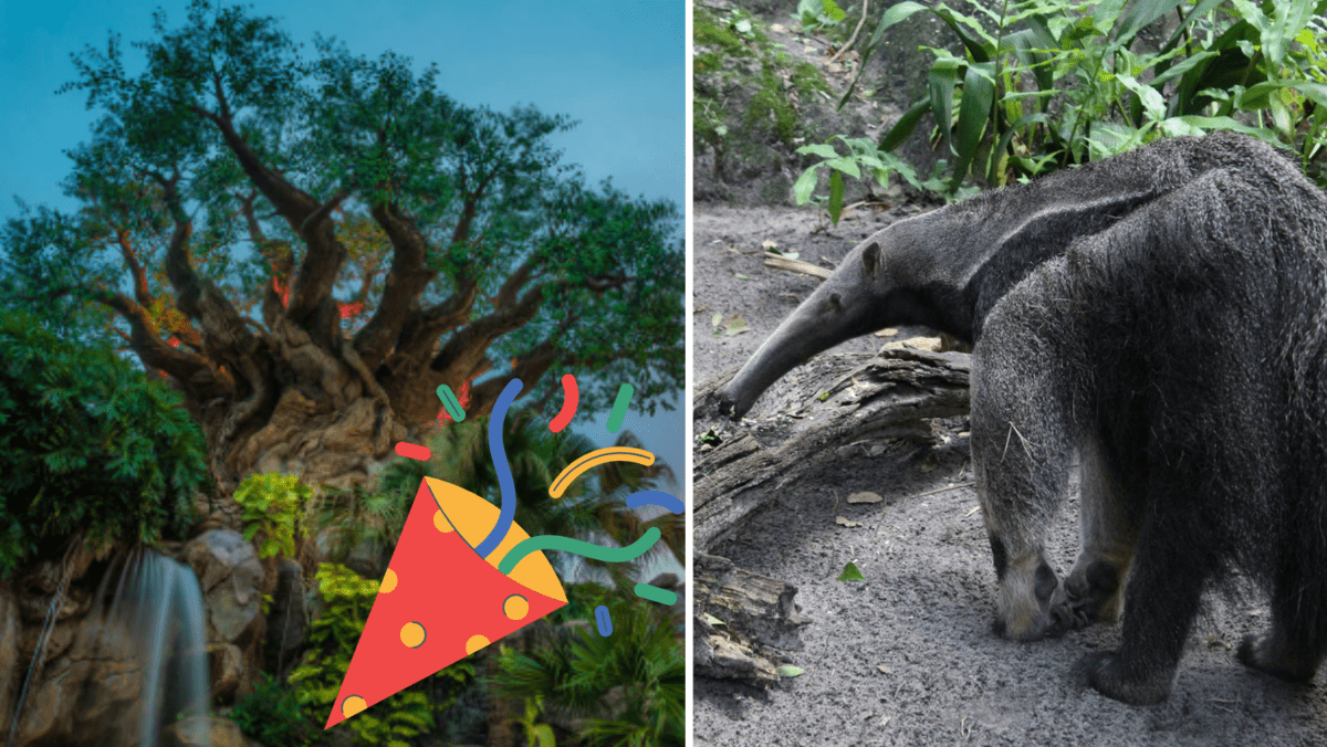 Anteater, Animal Kingdom
