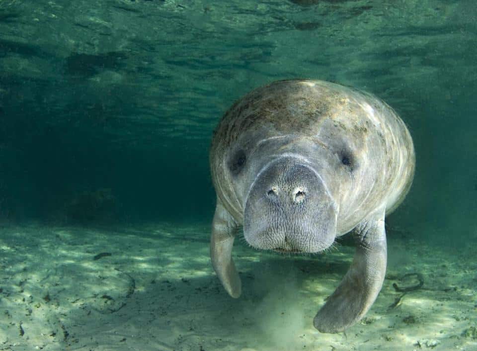 Up close of a manatee