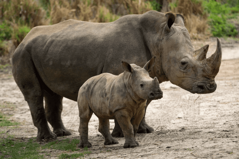 Rhinos, Animal Kingdom