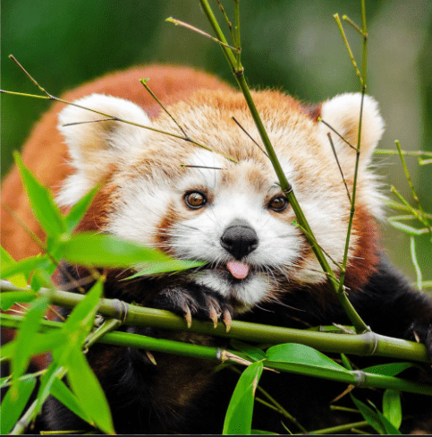 red panda