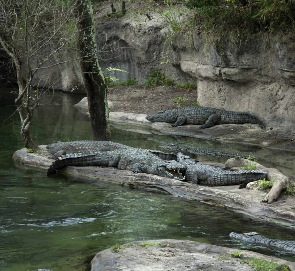 Crocs at Disney