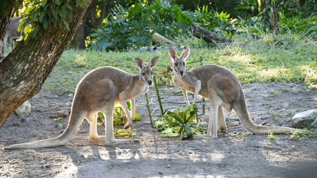 Kangaroos at Disney World