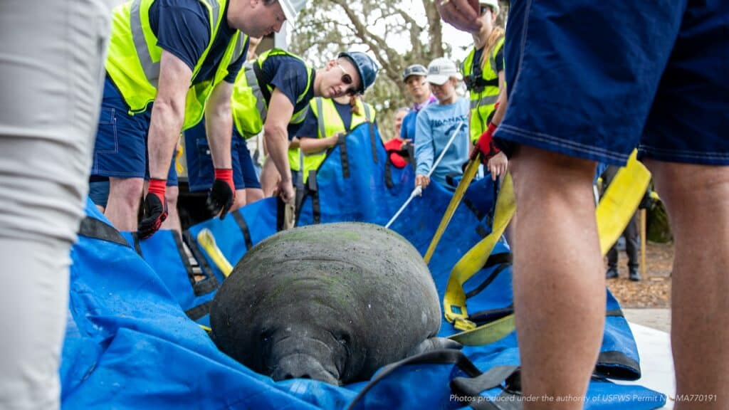 Manatee