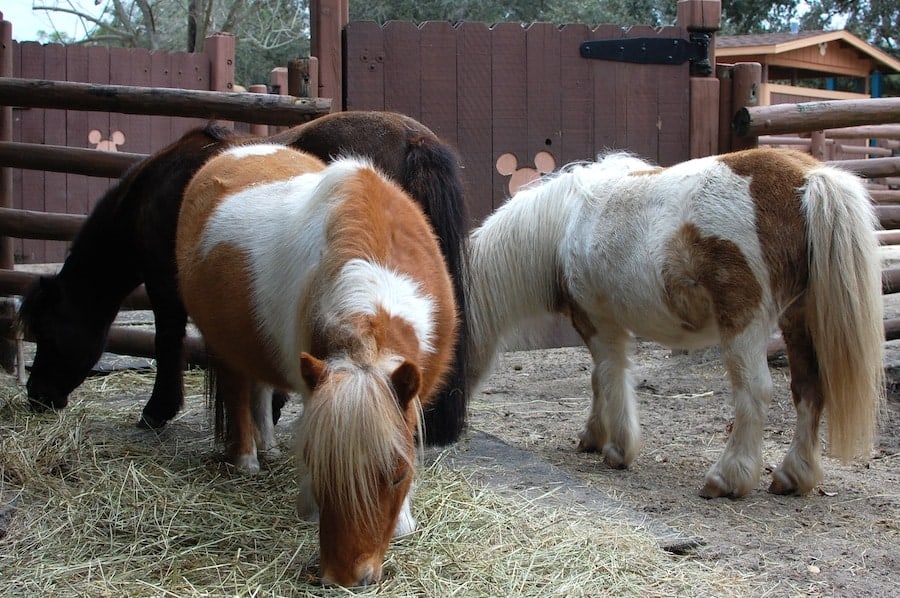 Small horses eating
