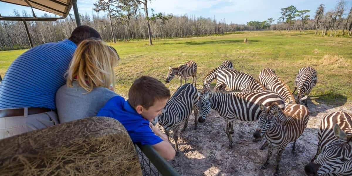 safari zebra guests