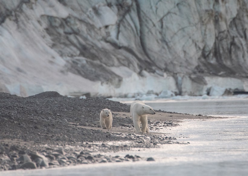 Polar Bear Mom and Cub walking