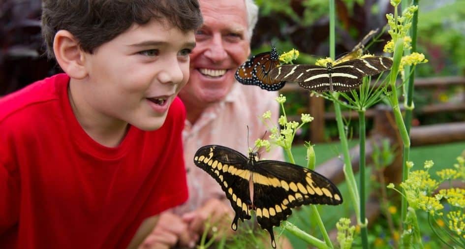 butterflies-disney