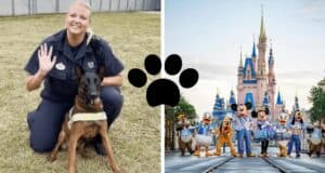 disney cast member k-9 disney security dog canine