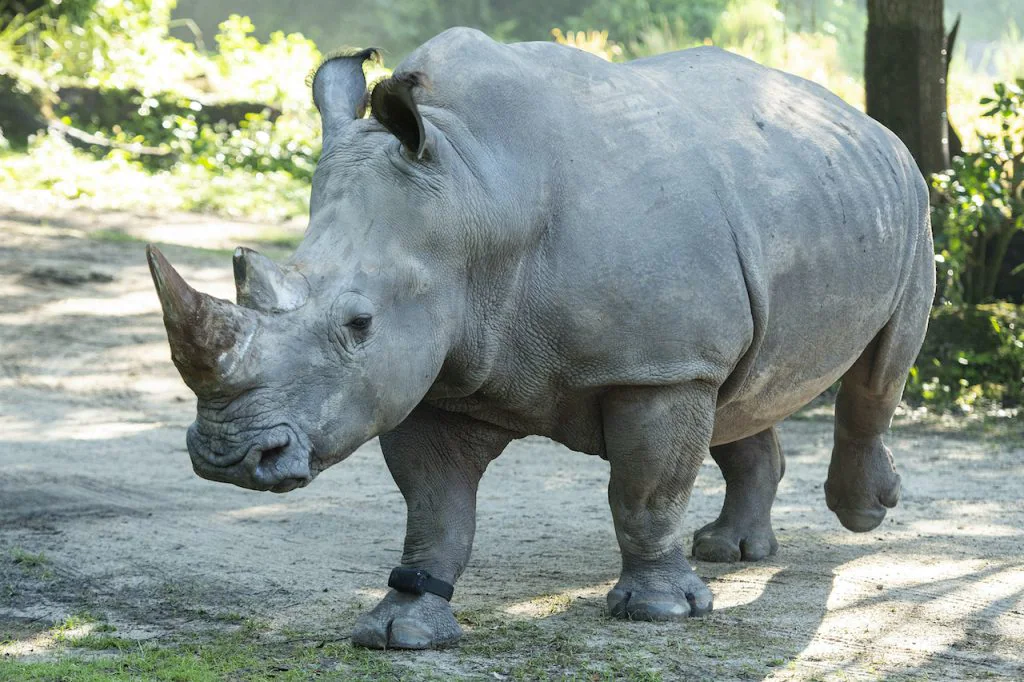 Rhinos, Disney's Animal Kingdom