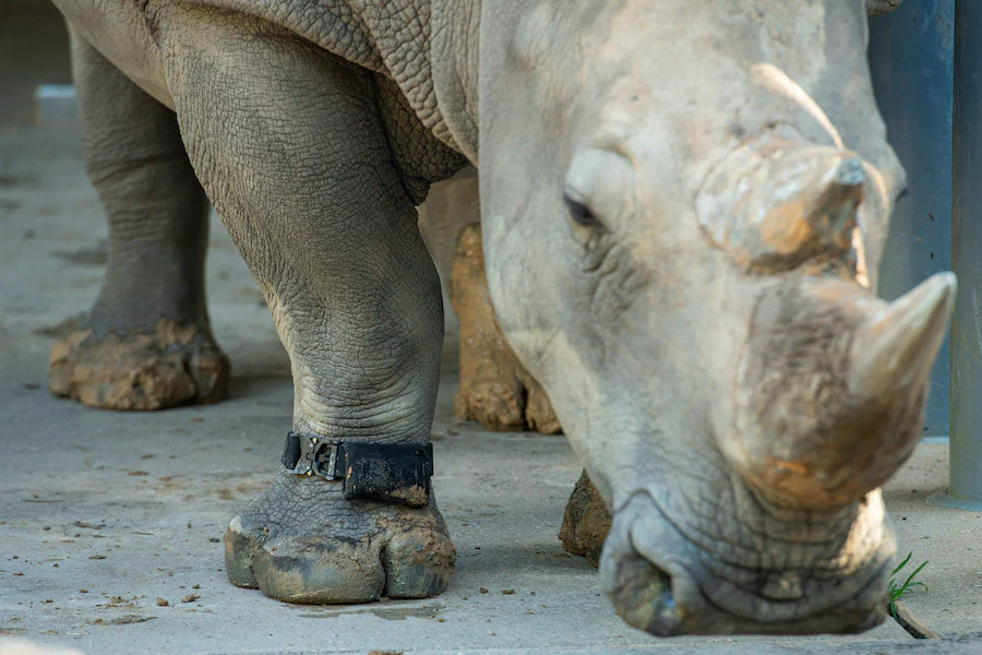 Rhino, Disney's Animal Kingdom