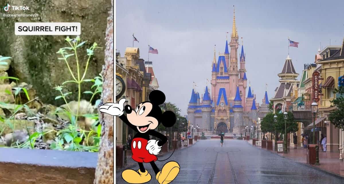 disney world fight squirrel