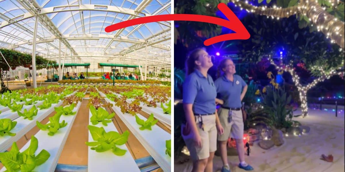 disney-world-staff-decorating-the-land