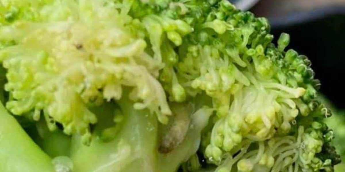 maggot-in-broccoli