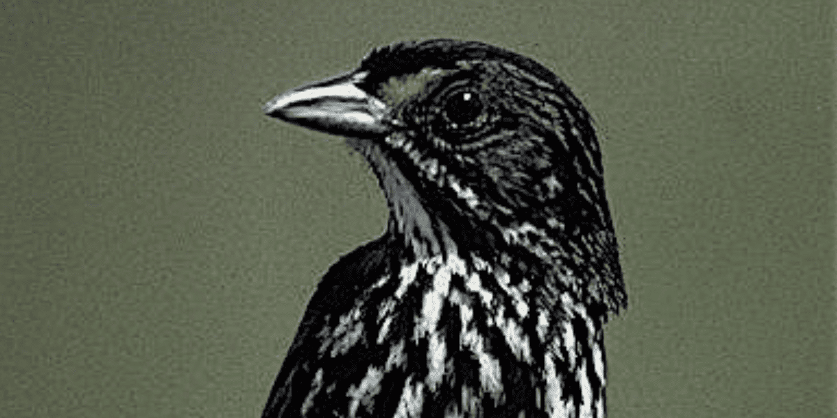 Dusky Seaside Sparrow