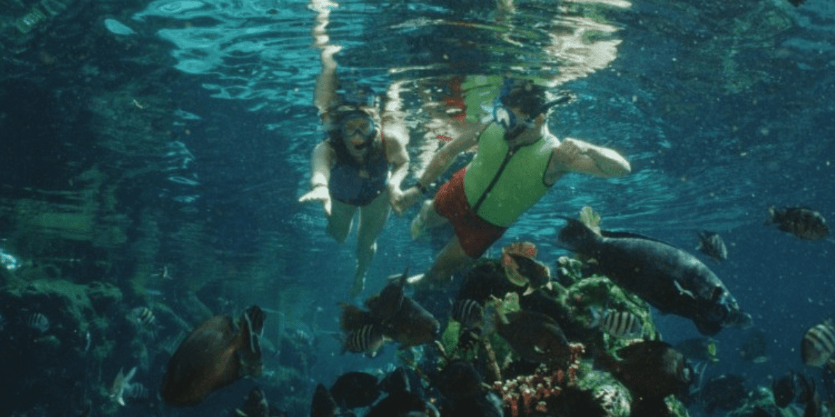 Shark Reef Experience