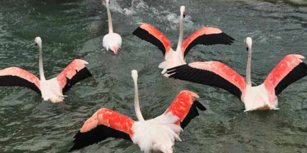 flamingos in disney's animal kingdom theme park