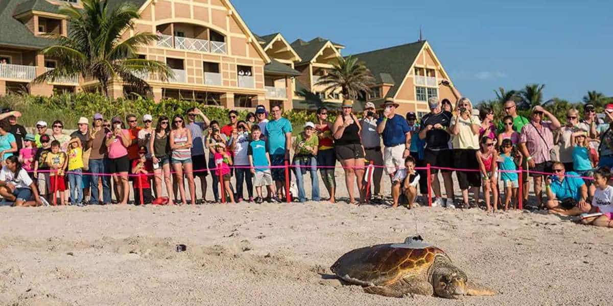 Vero Beach Turtle Race