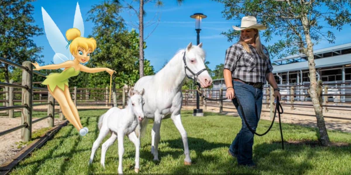 white shetland pony foal disney world cinderella carriage