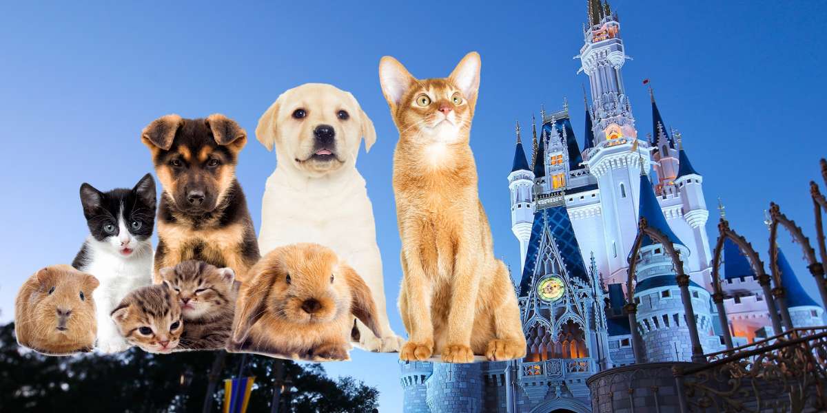 Disney allowing pets