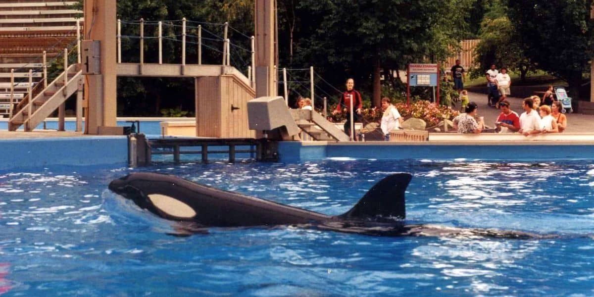 An orca swims in a large outdoor pool at a marine park. Several people, including children, observe from the sides of the pool near a structure with railings and stairs. Lush greenery can be seen in the background.