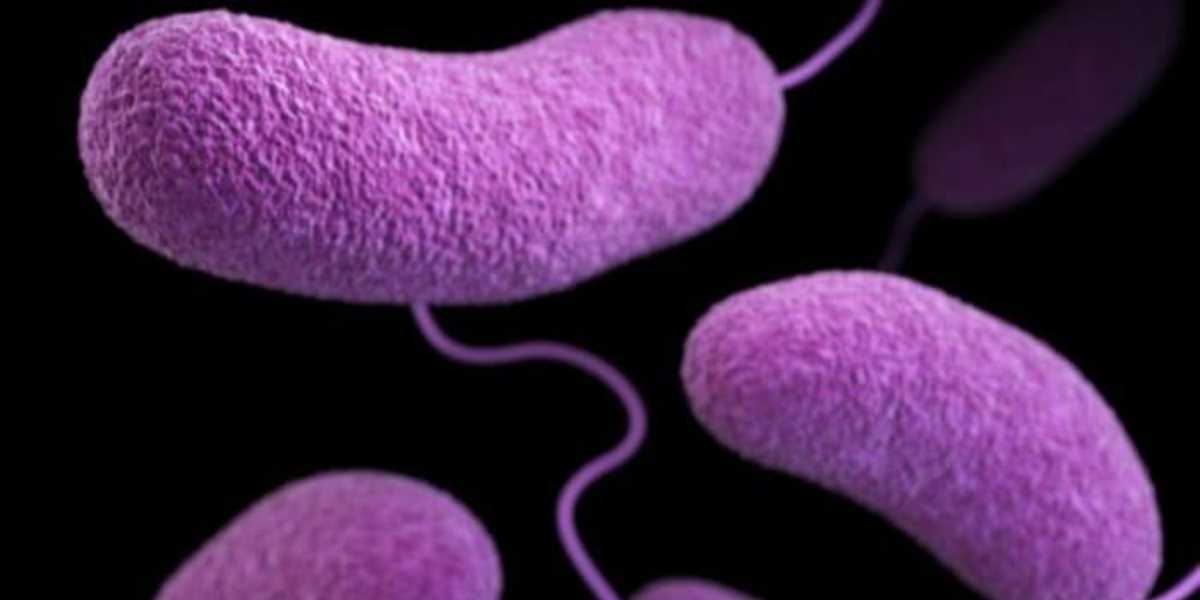 Illustration of purple, rod-shaped bacteria with a smooth texture, set against a black background.