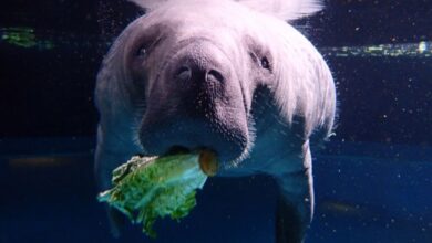 A manatee underwater holding a piece of lettuce in its mouth.