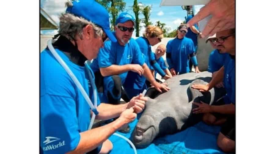 SeaWorld rescuers haul in and rescue Lil Joe