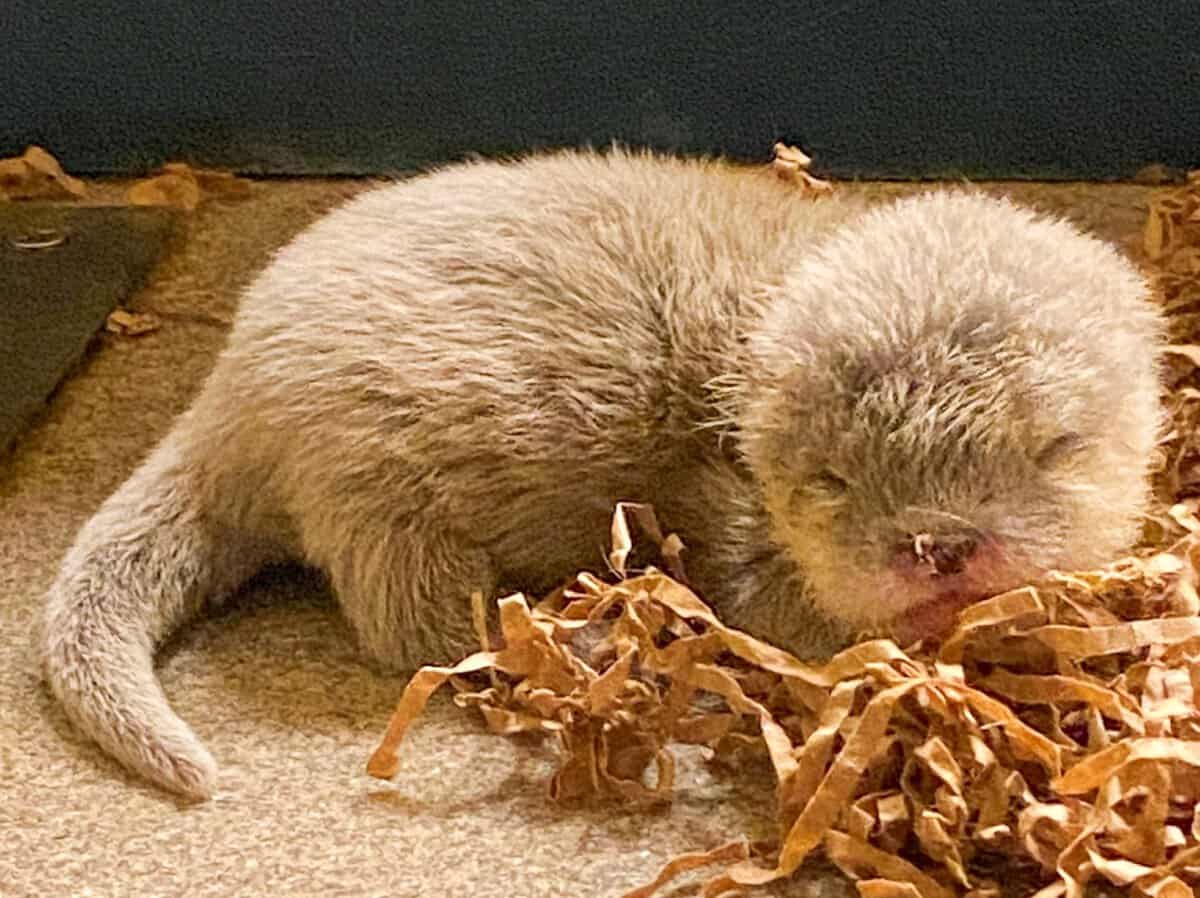 An otter pup born at Animal Kingdom