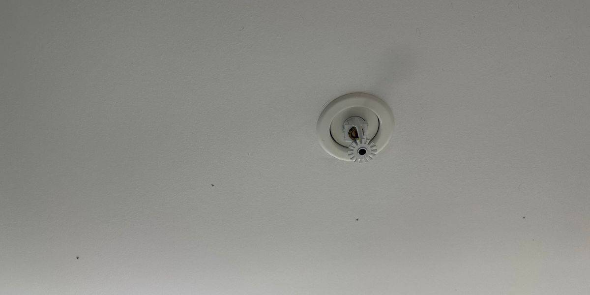 Bugs on the ceiling of a Disney World hotel room bathroom.