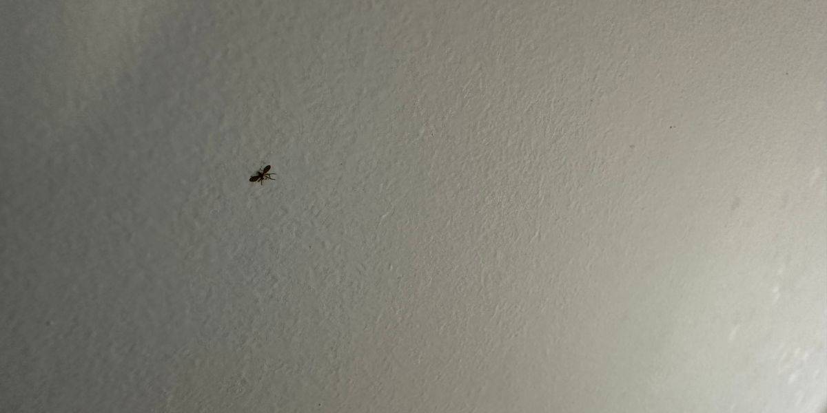 A close up of a dead fly on the ceiling.