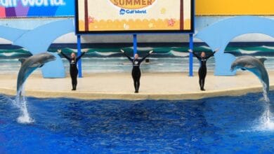 Three trainers stand with arms raised on a stage in front of a large screen at an aquatic theme park. Two dolphins leap out of the water on either side of the trainers. The background features ocean waves and the word "Summer" on the screen.