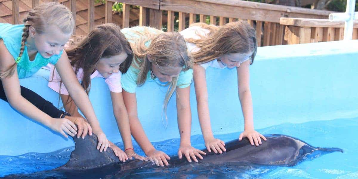 Four children lean over the edge of a pool, smiling and touching a dolphin in the water. The scene is filled with joy and curiosity.