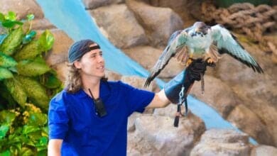 Animal Actors On Location! entrance and attraction sign at Universal Studios Florida with a team member training with a bird.