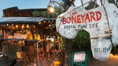 The Boneyard Disney's Animal Kingdom