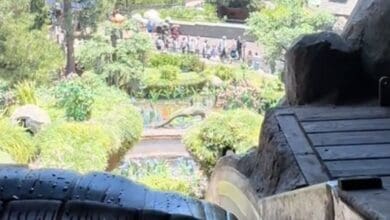 View from the top of Tiana's Bayou Adventure.