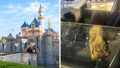 (Left) Image of Cinderella Castle in Disneyland, (Right) a dog left in a car in the Mickey & Friends Parking lot